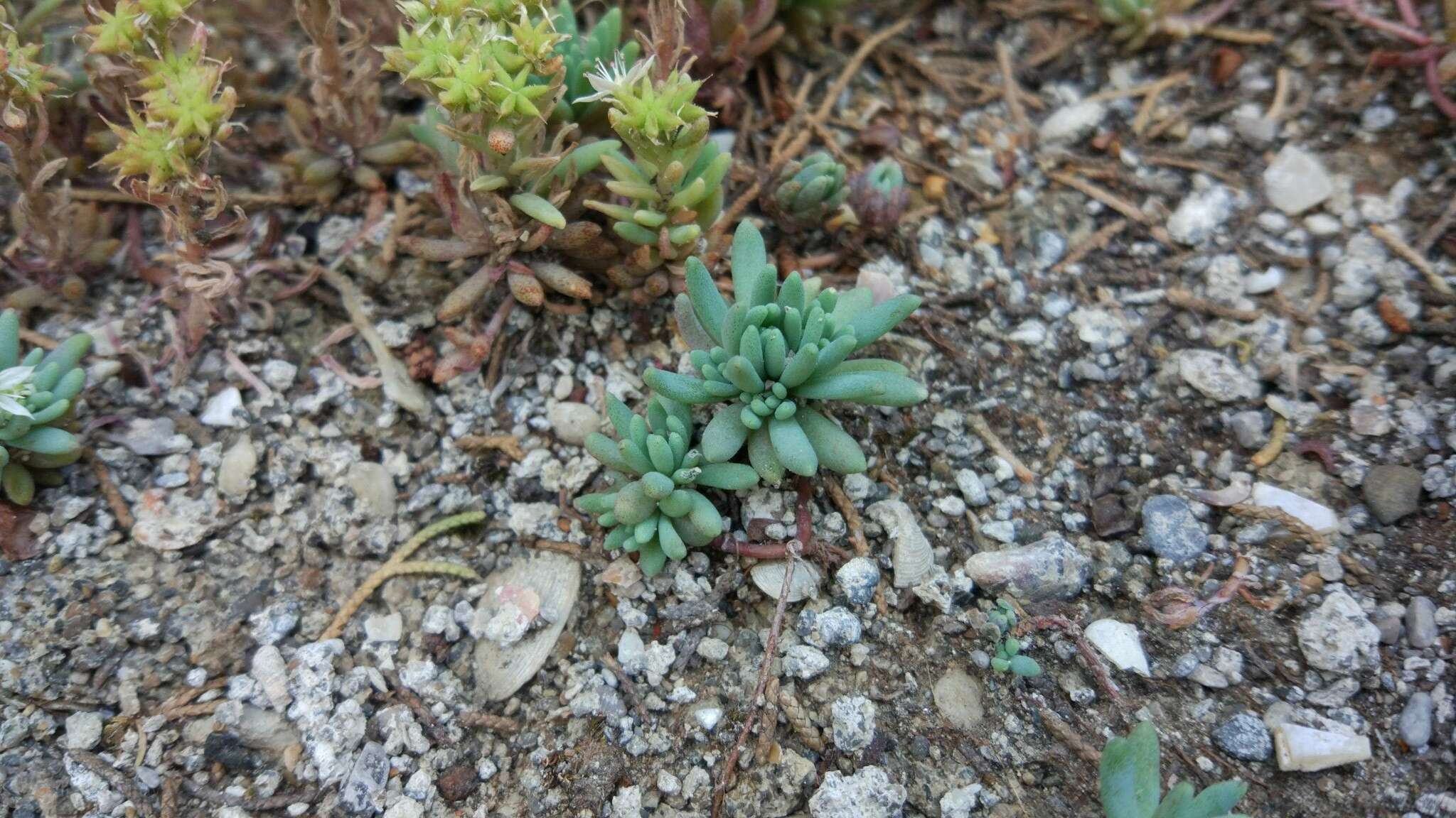 Sedum hispanicum L. resmi