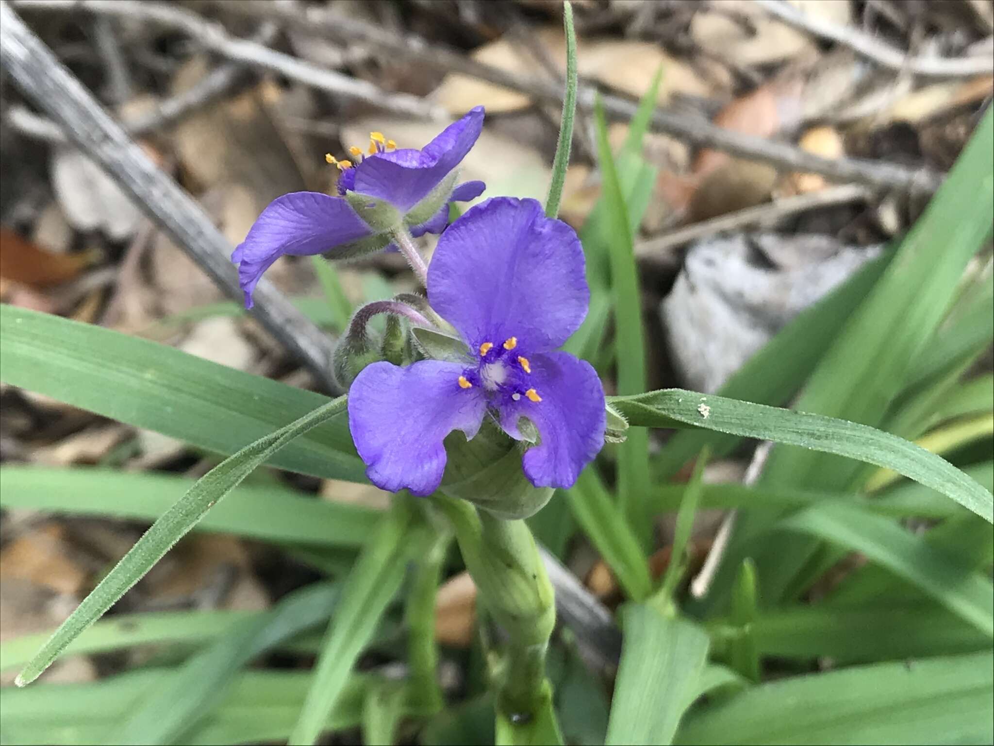 Image of spiderwort