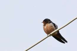 Image of Hirundo rustica tytleri Jerdon 1864