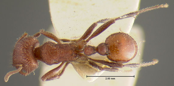 Image of <i>Pogonomyrmex huachucanus</i> Wheeler 1914