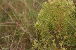 Image of Leucadendron spissifolium subsp. natalense (Thode & Gilg) I. Williams