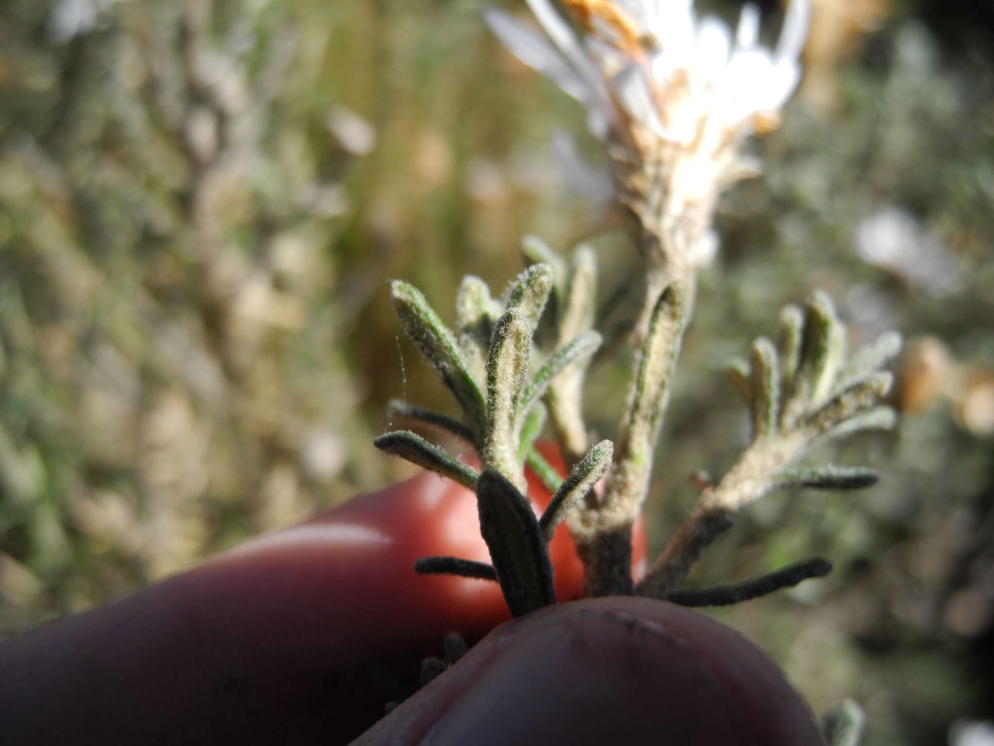 Image of Diplostephium oblanceolatum S. F. Blake