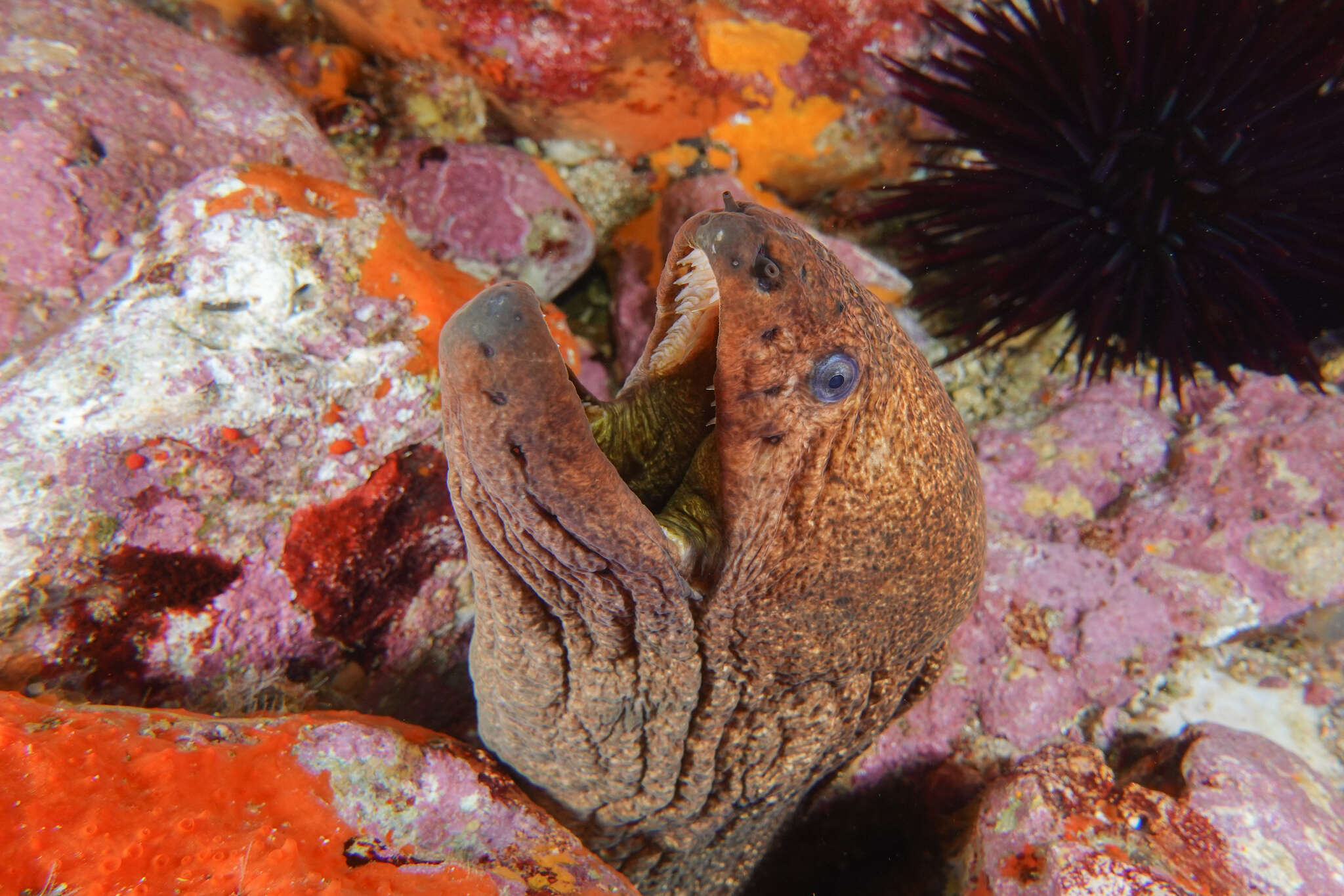 Image of Griffin&#39;s moray