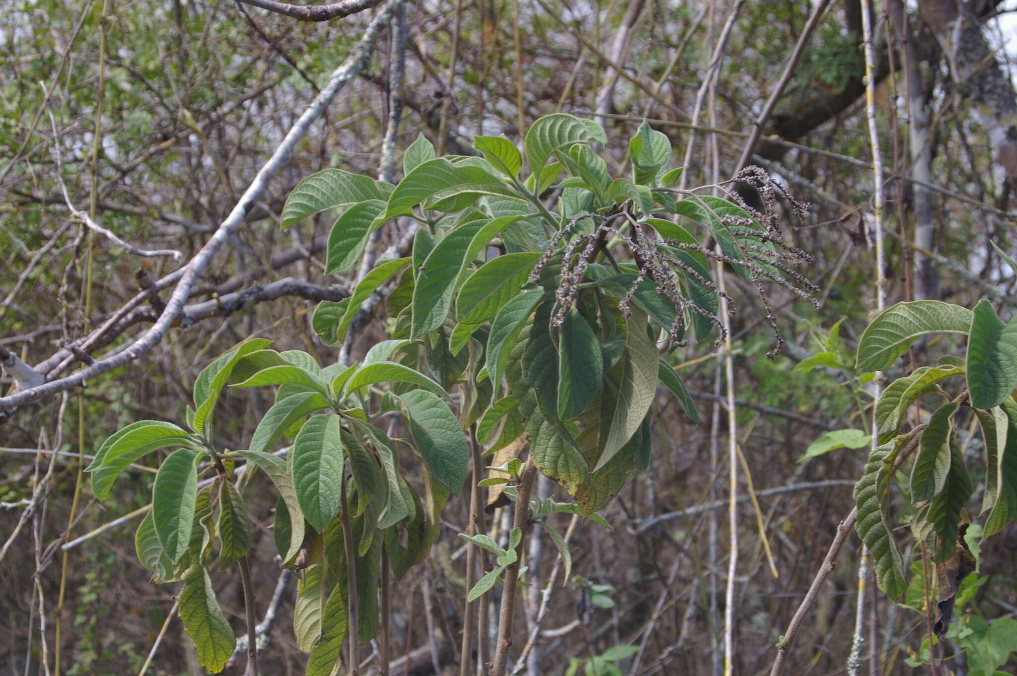 Imagem de Tournefortia pubescens Hook. fil.