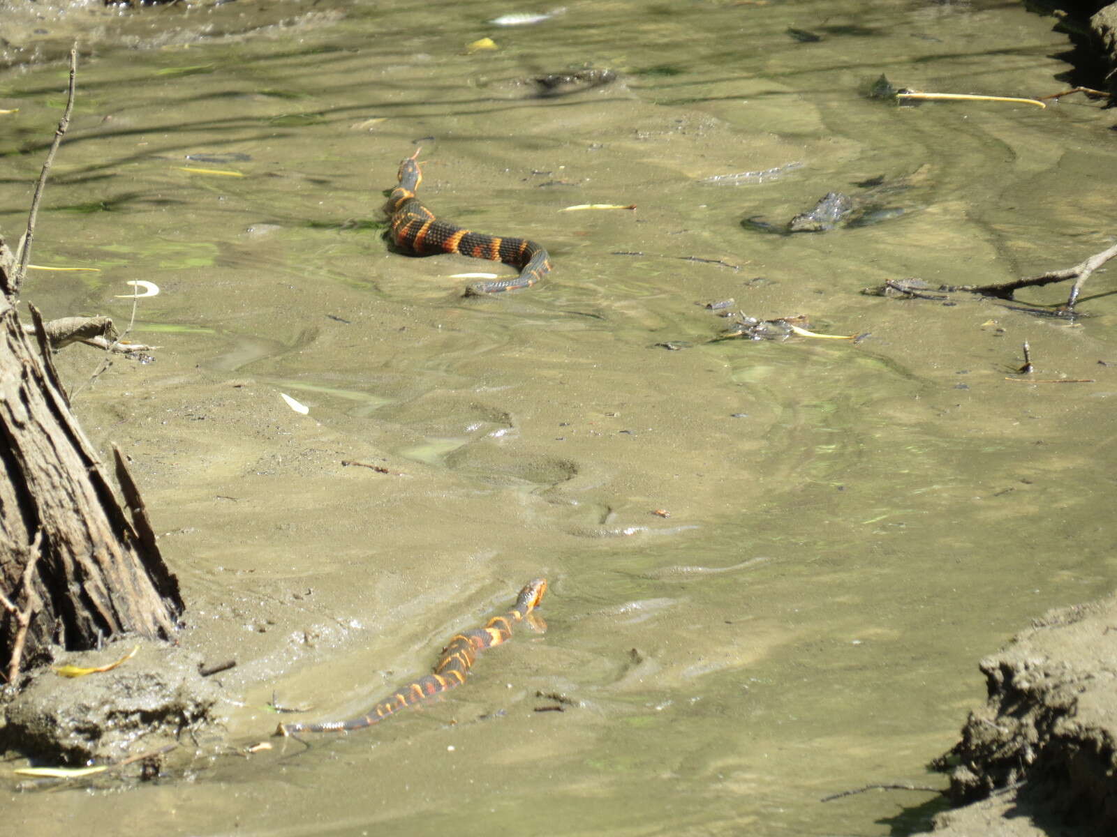 Image of Banded Water Snake