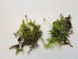 Image of hypnum moss