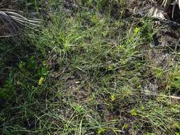 Image of Savannah Milkweed