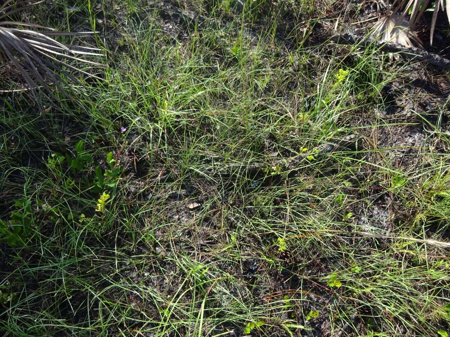 Image of Savannah Milkweed