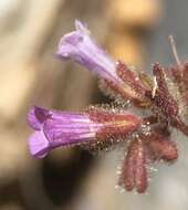 Image de Phacelia mustelina Coville