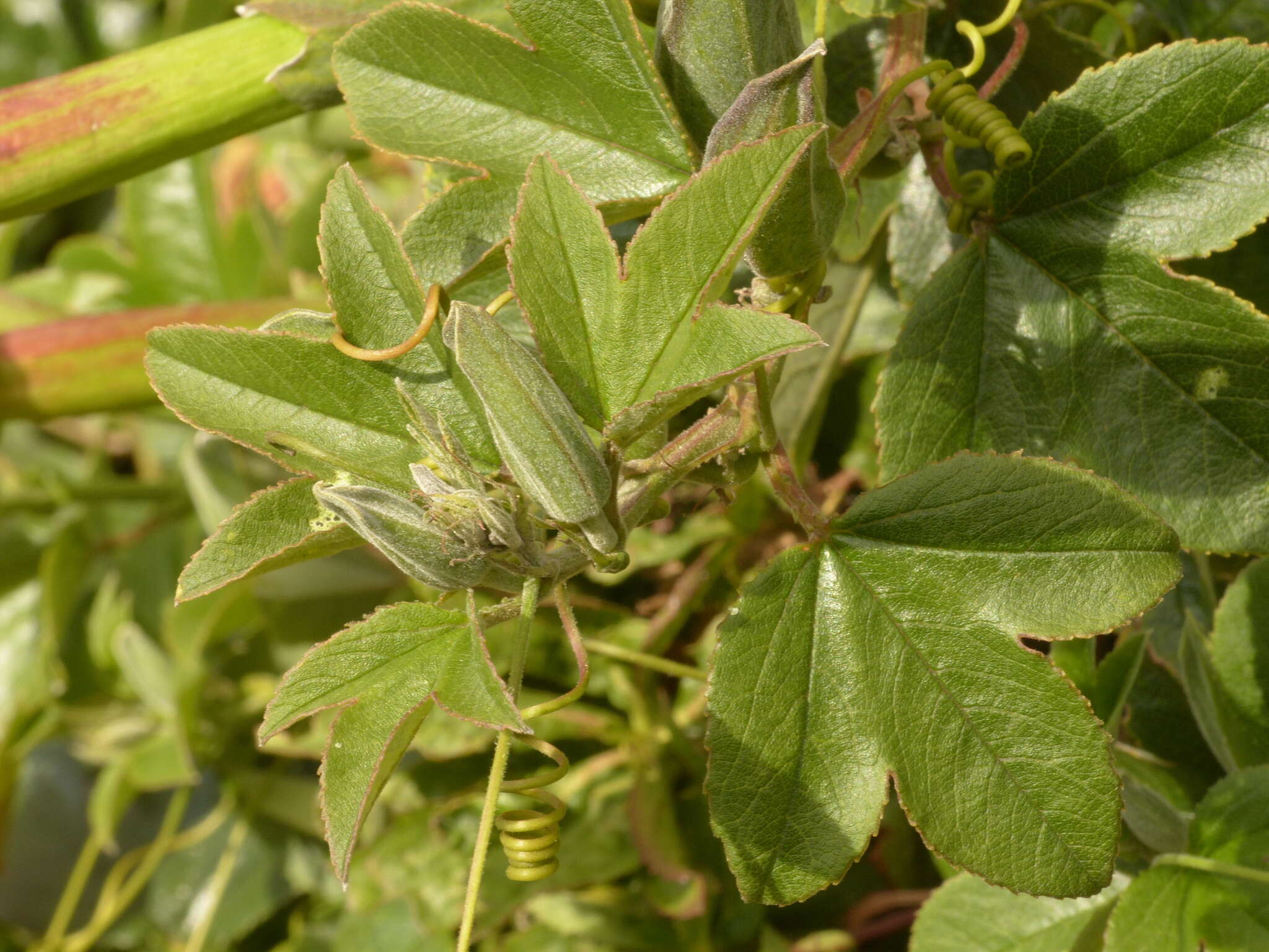 صورة Passiflora mixta L. fil.