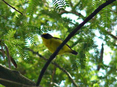 Image of Thick-billed Euphonia