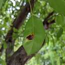 Imagem de Gymnosporangium asiaticum Miyabe ex G. Yamada 1904