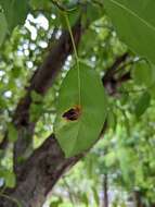 Image of Japanese pear rust