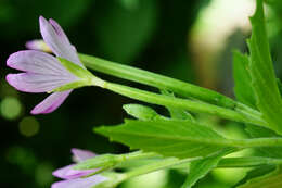 Image of alpine willowherb