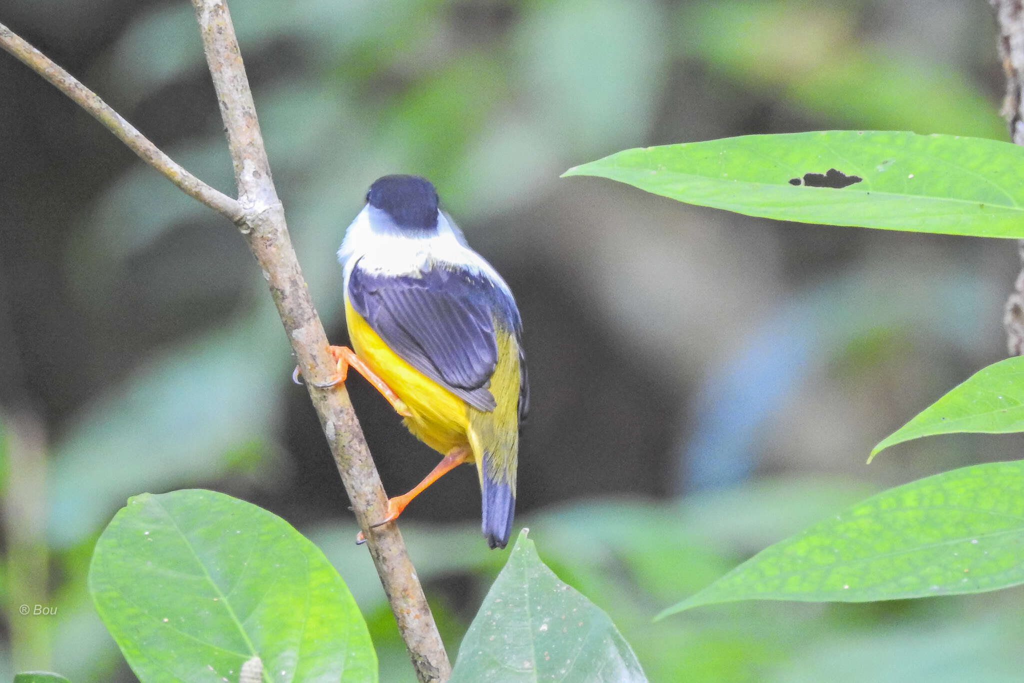 Image of White-collared Manakin