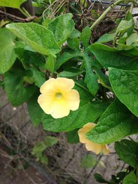 Image of Thunbergia dregeana Nees