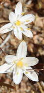 Image de Ornithogalum nanodes F. M. Leight.