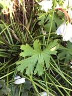 Image of Geranium berteroanum Colla