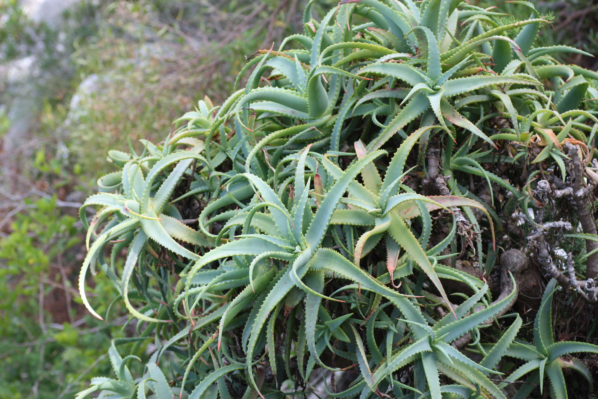 Image of candelabra aloe