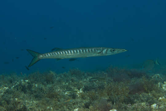 Image of Yellow Barracuda