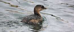 Image of Pied-billed Grebe