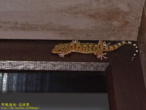 صورة Gekko monarchus (Schlegel 1836)