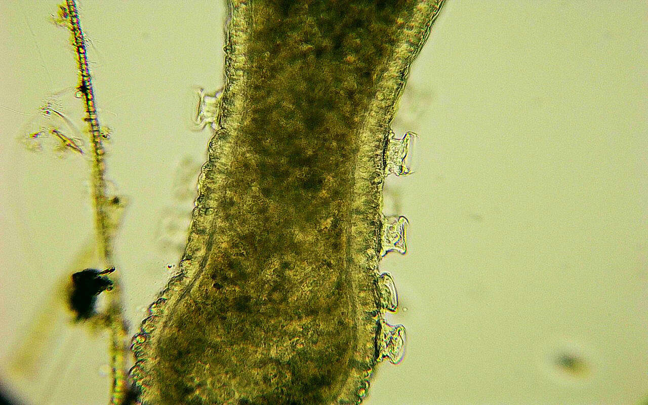 Sivun Trichodina pediculus kuva