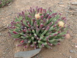 صورة Cylindrophyllum calamiforme (L.) Schwant.