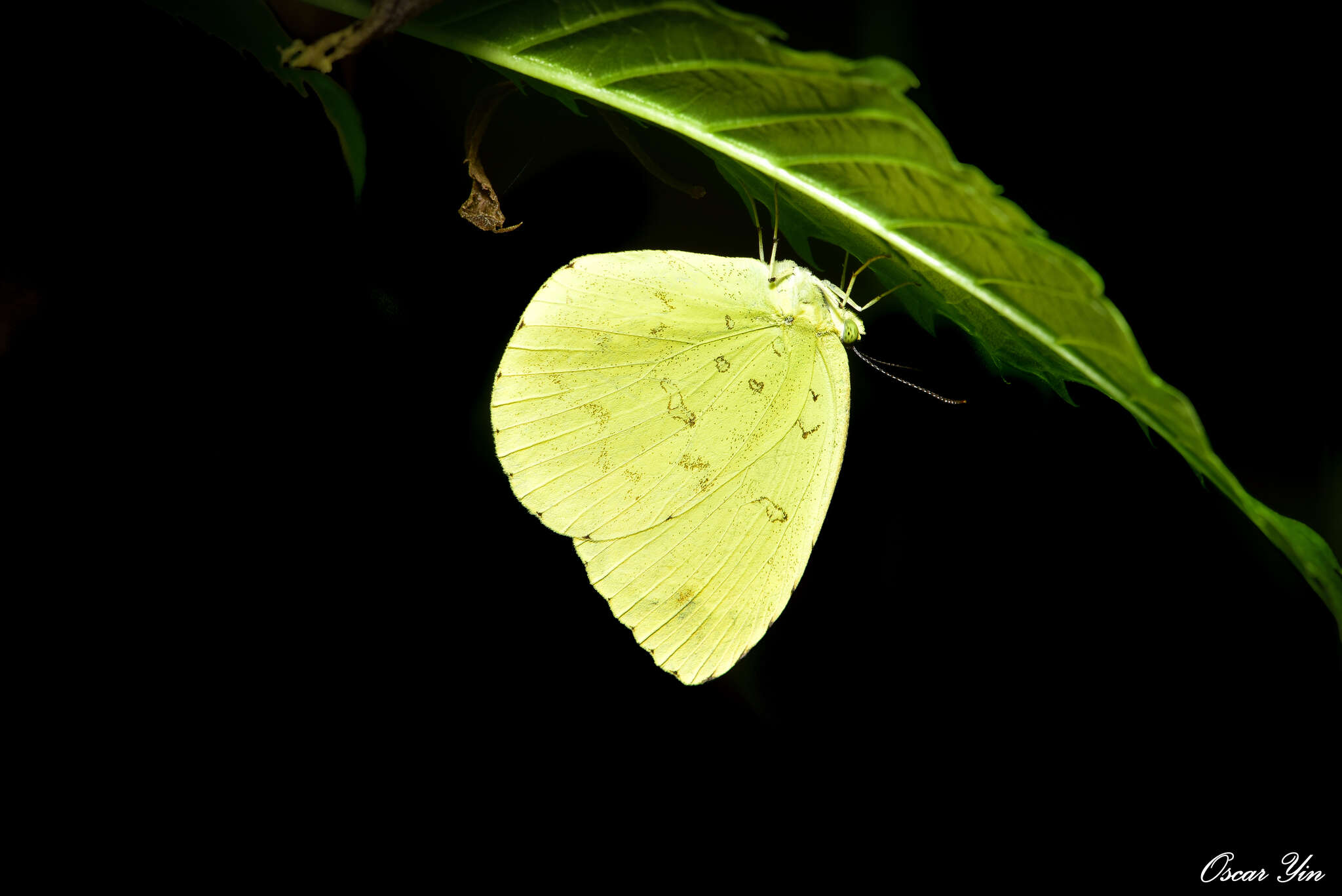 Image of <i>Eurema blanda arsakia</i>