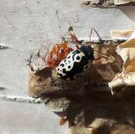 Image of Calligrapha (Calligrapha) ignota Brown 1940