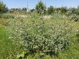 Image of Althaea × taurinensis