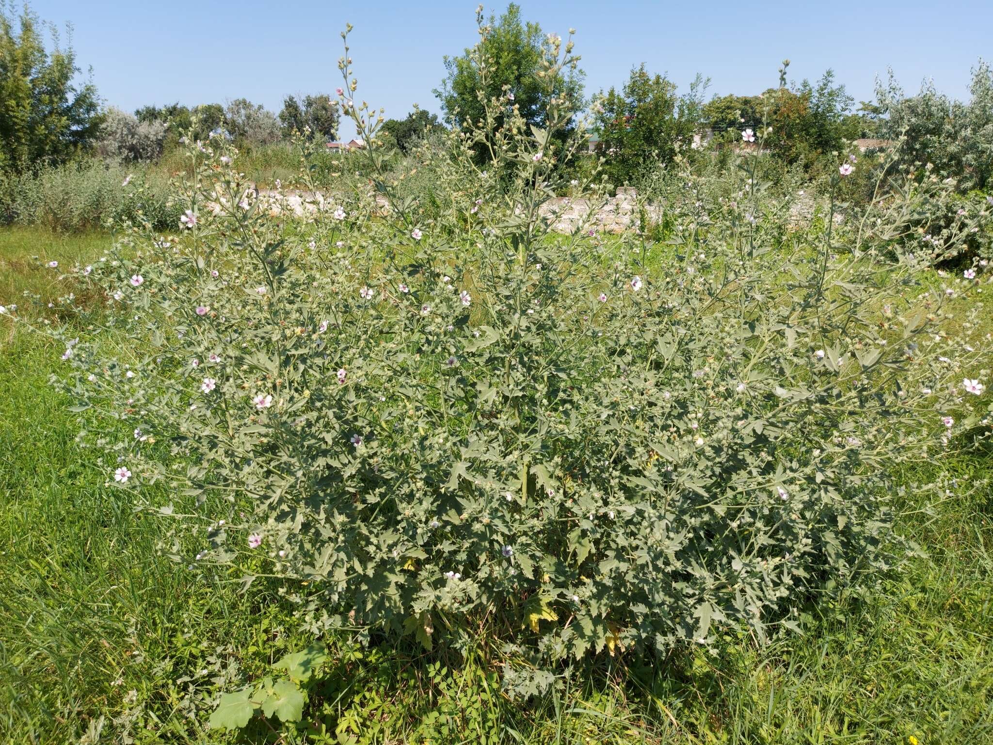 Image of Althaea × taurinensis