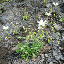 Imagem de Cerastium multiflorum C. A. Mey.