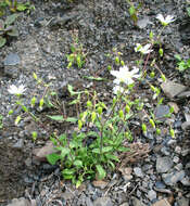 Слика од Cerastium multiflorum C. A. Mey.