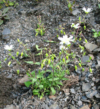 Image of Cerastium multiflorum C. A. Mey.