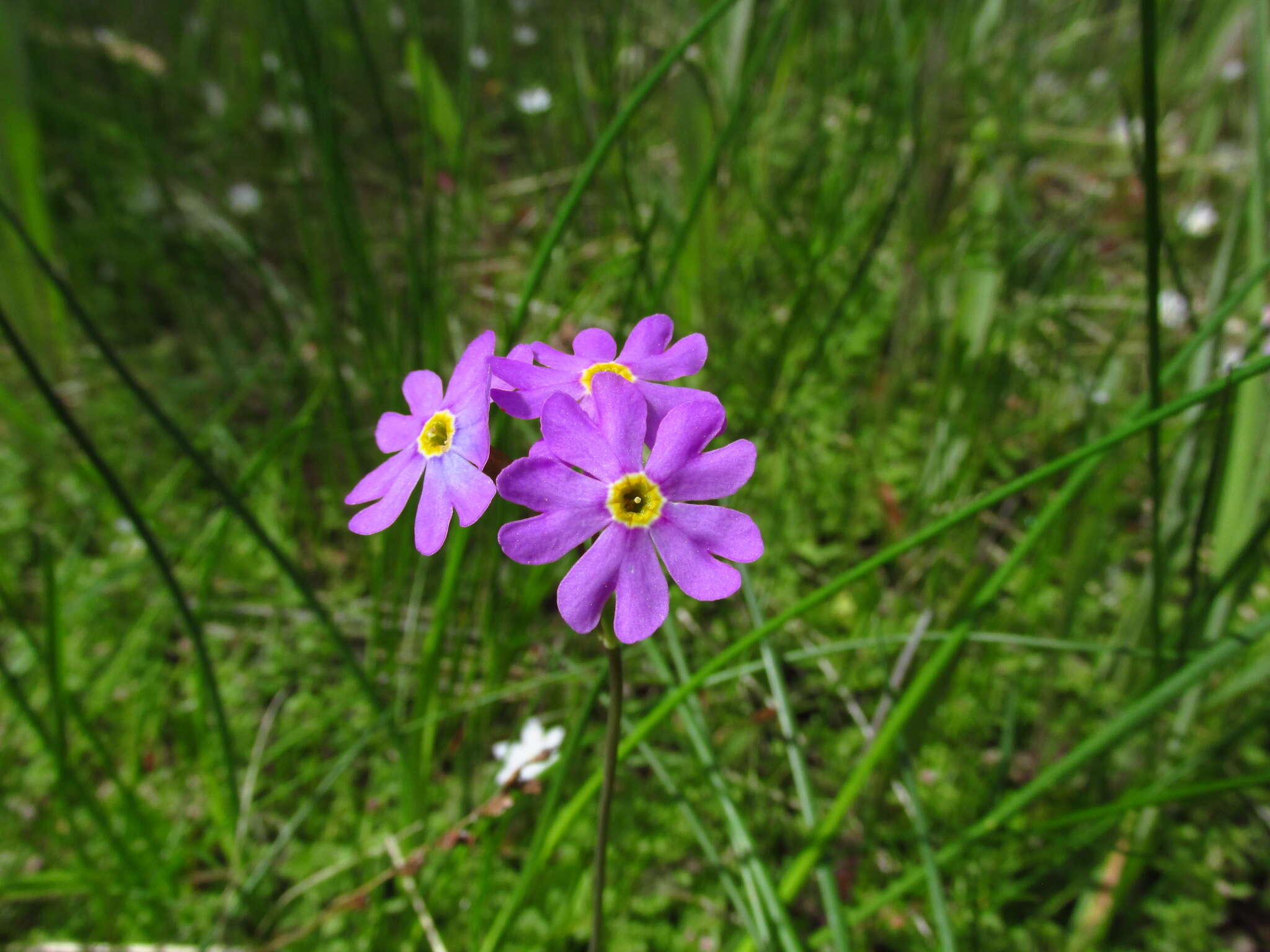 Image of Primula finmarchica Wulfen