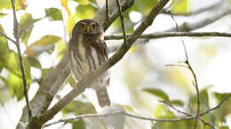 Image of Tamaulipas Pygmy Owl