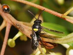 Image of Hylaeus nubilosus (Smith 1853)