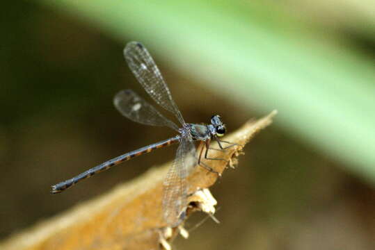 Image of Podolestes buwaldai Lieftinck 1940