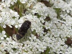 Image of Acmaeoderella flavofasciata flavofasciata