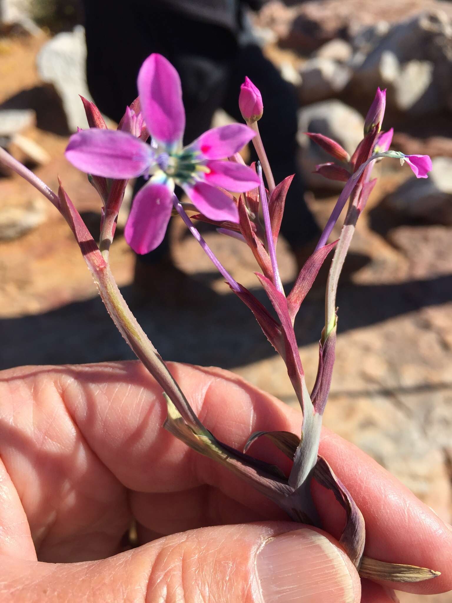 Plancia ëd Lapeirousia fabricii subsp. purpurascens