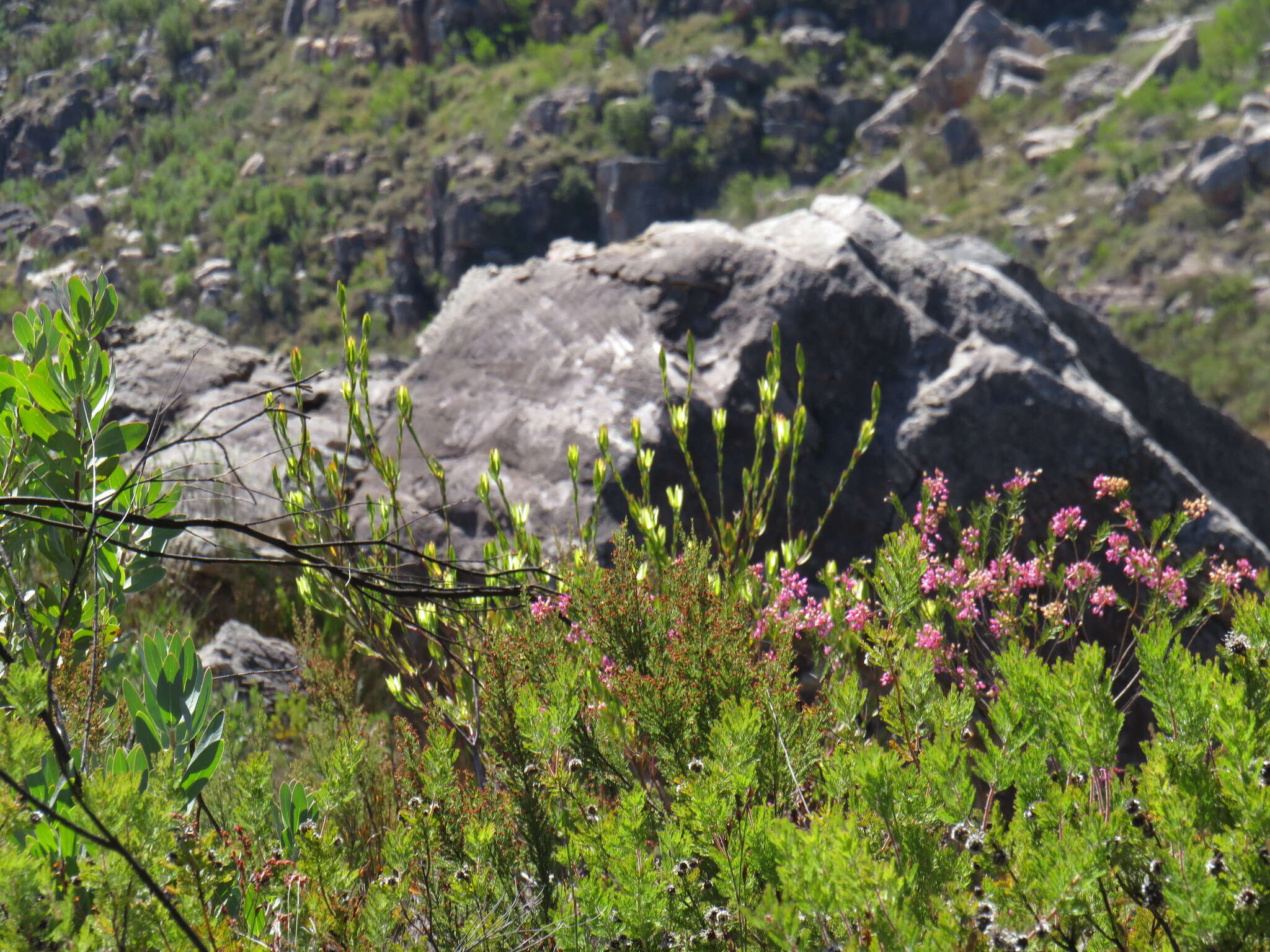 Image of Leucadendron diemontianum I. J. M. Williams