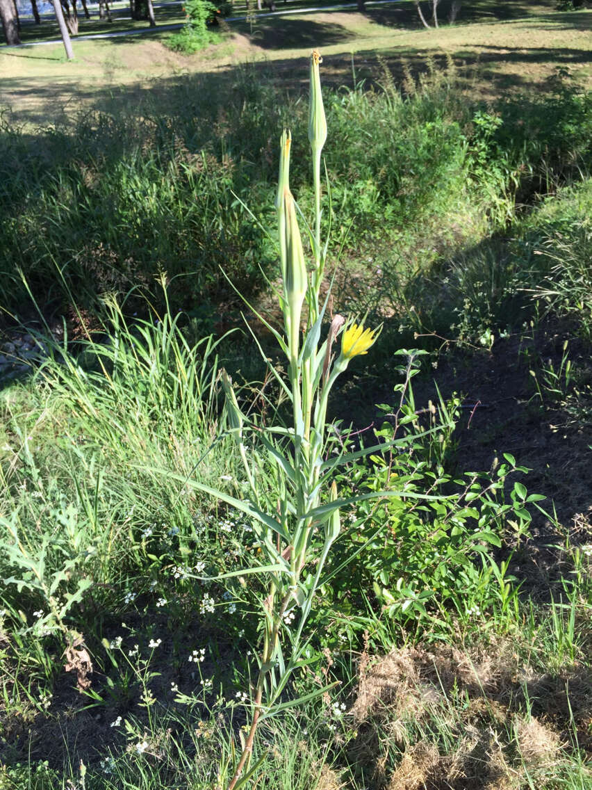 Image of yellow salsify