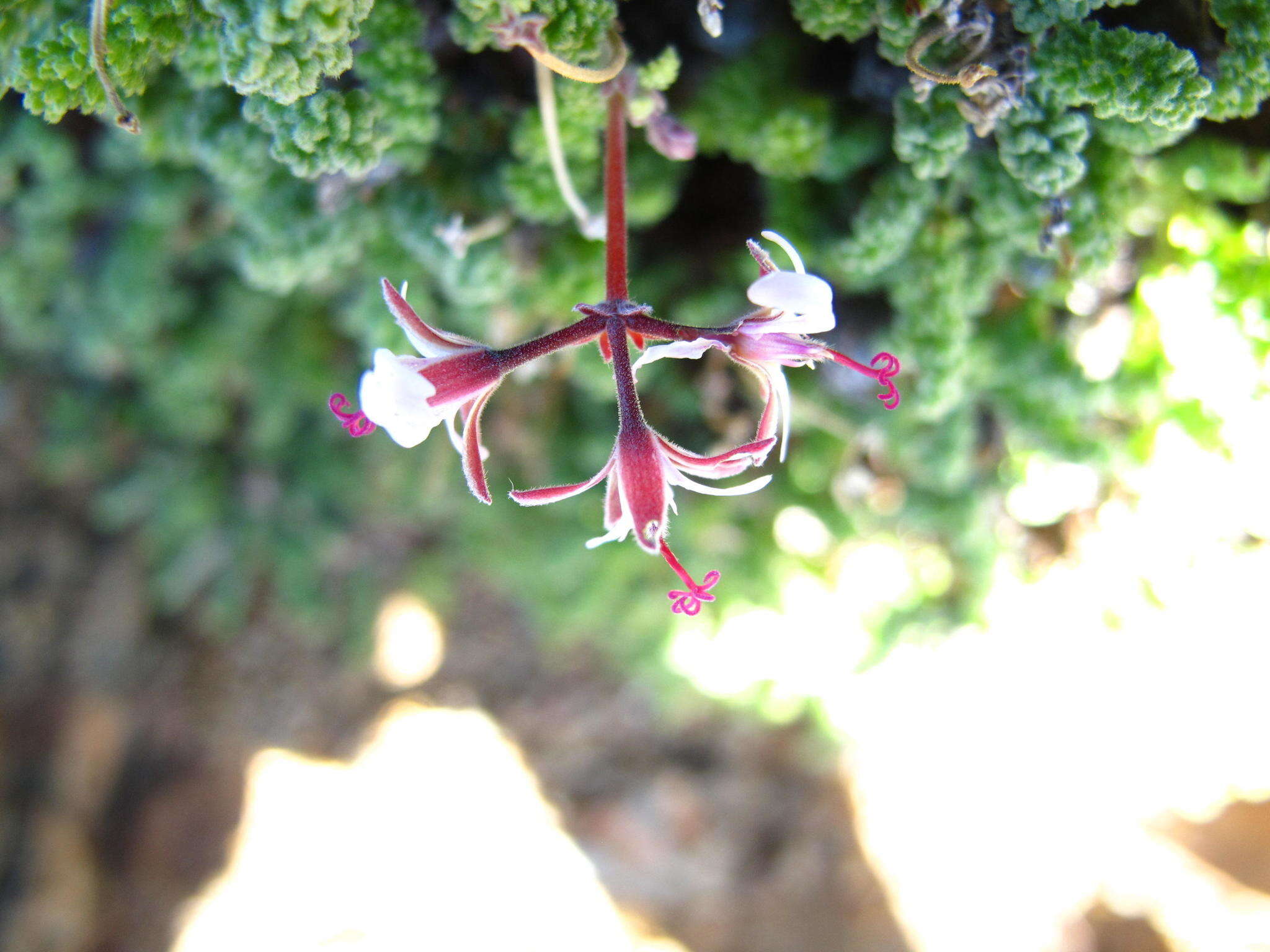 Слика од Pelargonium alternans Wendl.