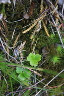 Image of Coptis trifolia subsp. trifolia