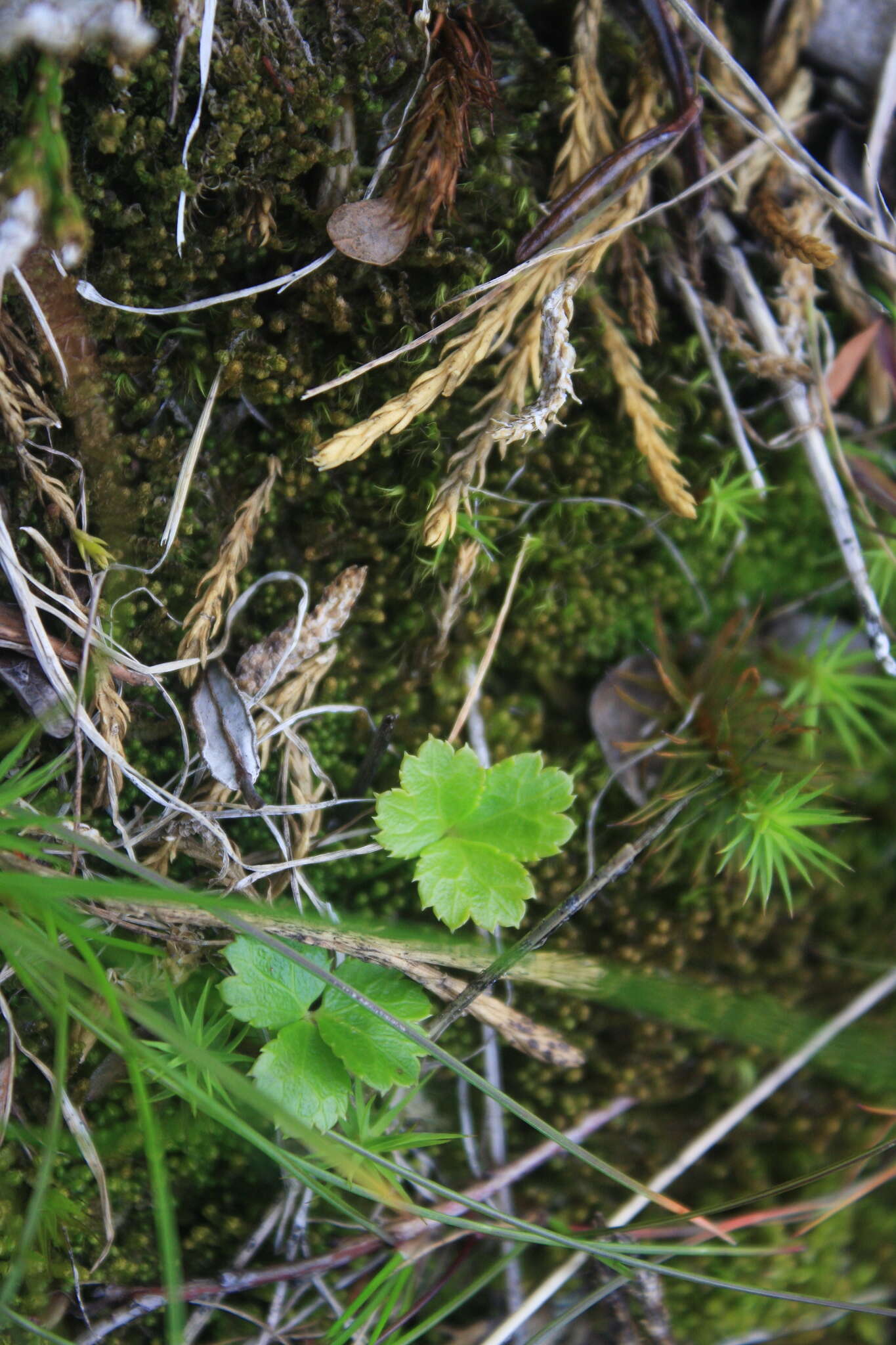 Image of Coptis trifolia subsp. trifolia