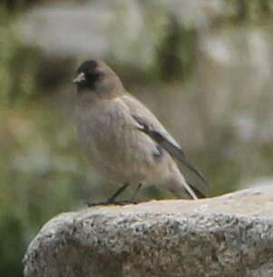Image of Black-headed Mountain-Finch