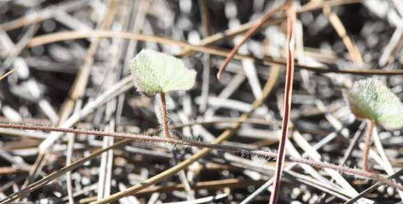 Image of rockland morning-glory