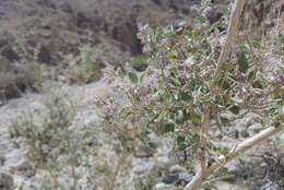 Image of desert lavender