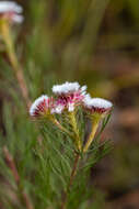 Image of Serruria heterophylla Meissn.